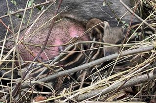 Sopot. Dziki urodziły się obok parkingu. Maciora i warchlaki przy Centrum Opieki Geriatrycznej