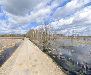 Zatopiony las woj. lubelskie