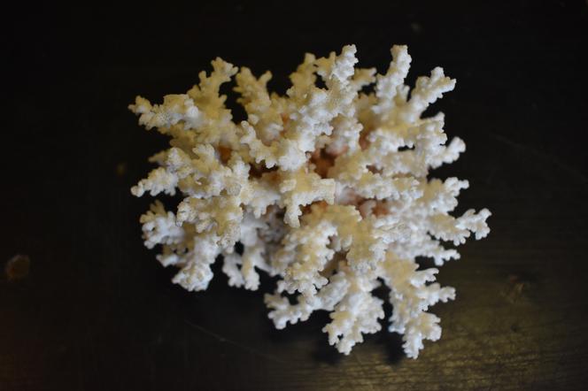 koralowiec 