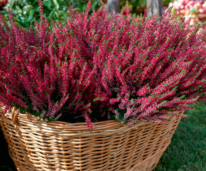 Wrzos pospolity. Właściwości lecznicze wrzosu 