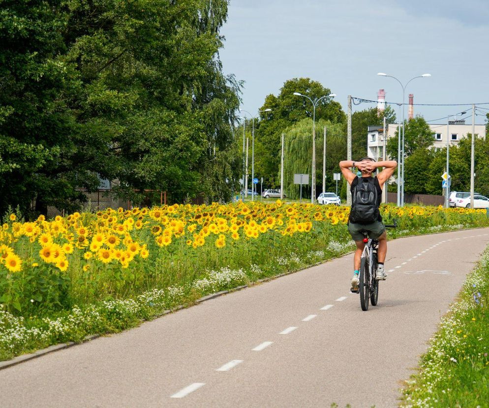 Katowice wygrywają, ale to Białystok robi furorę! Zobacz, gdzie żyje się najlepiej w Polsce