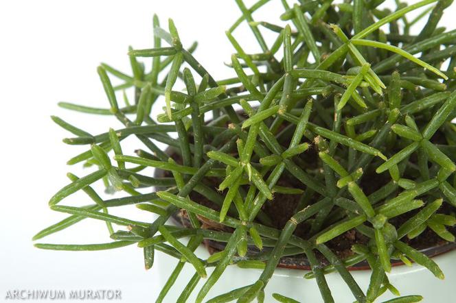 Rhipsalis