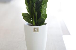 Zamiokulkas zamiolistny 