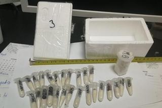 Kutno. Rutynowo sprawdzał zawartość paczki, znalazł kilkadziesiąt pająków! Zgroza w firmie kurierskiej!