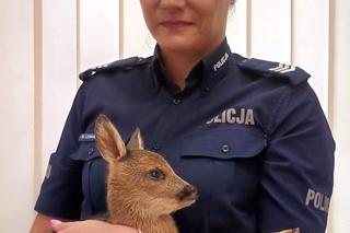 Mały koziołek potrzebował pomocy