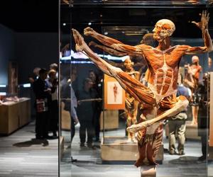 Kontrowersyjna wystawa Body Worlds wraca do Katowic. Zobaczymy ją w galerii Szyb Wilson