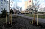 Miasto Toruń sadzi 80 dużych drzew w okolicach placu Rapackiego!