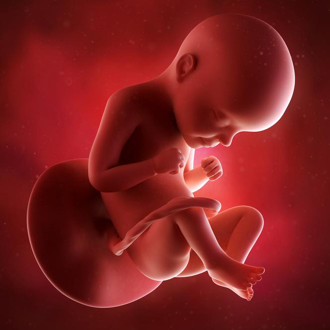 29 tydzień ciąży - płód w łonie matki
