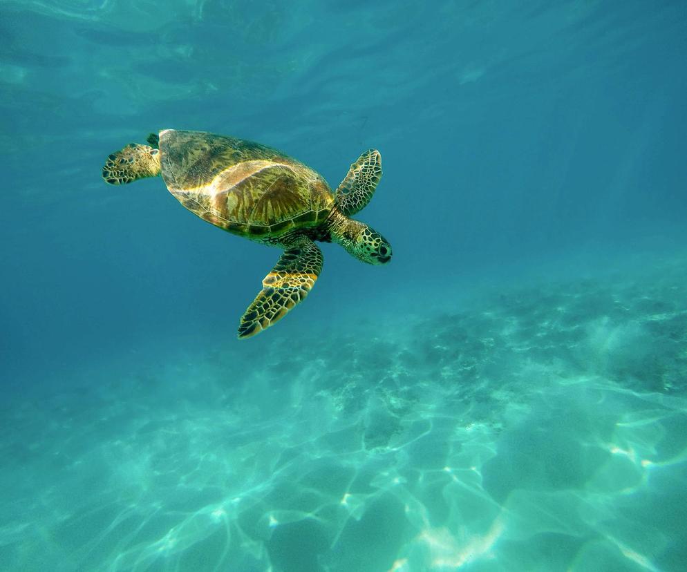 Żółw zaatakował rosyjską turystkę! Próbował ją wciągnąć pod wodę, gdy ta pływała w morzu