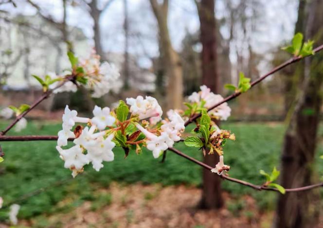 Pierwsze oznaki wiosny we Wrocławiu. Ogród Botaniczny pełen przebiśniegów i krokusów