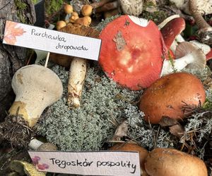 Grzybowe święto w Lublinie. Plac Litewski zamienił się w las pełen grzybów.