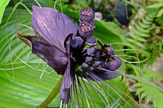 Takka – egzotyczna roślina doniczkowa o ciekawych kwiatach. Jak pielęgnować takkę