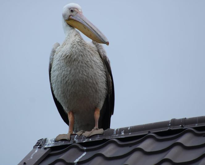 Ornitologiczna sensacja na Pomorzu. We wsi wylądował... pelikan!