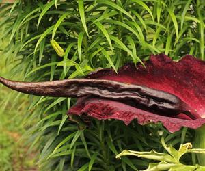 Dracunculus vulgaris, czyli smocza lilia