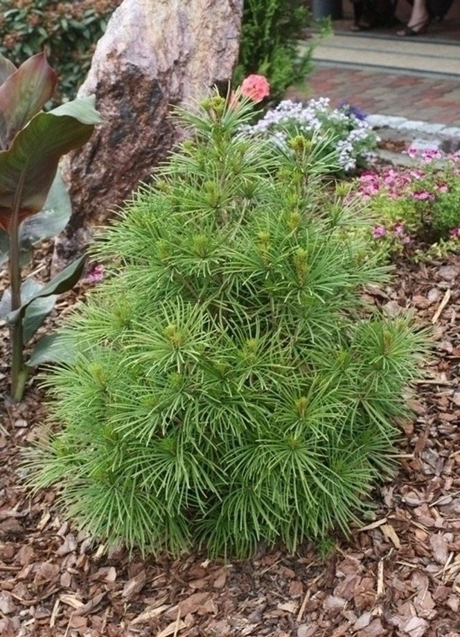 Kiedy i jak przesadzać sośnicę? [Porada eksperta]