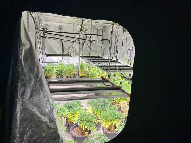 Gigantyczna plantacja konopi zlikwidowana. Policja zabezpieczyła marihuanę, kokainę, broń i amunicję