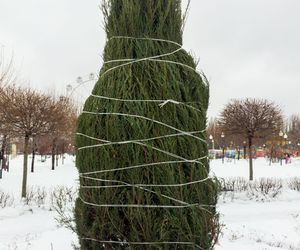 Zabezpieczenie roślin na zimę