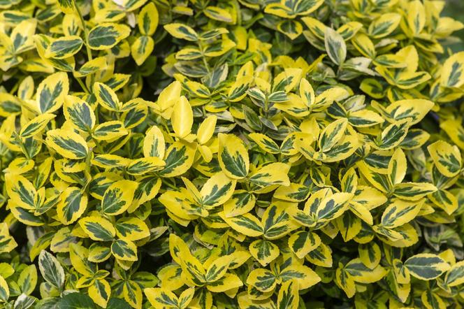 Trzmielina Fortune'a 'Emerald 'n Gold' - Euonymus fortunei 'Emerald`n Gold'