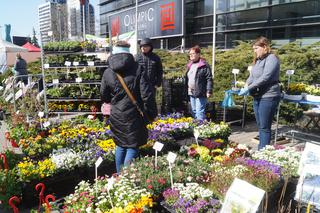 Wiosenny Kiermasz Ogrodniczy w Bydgoszczy [ZDJĘCIA]