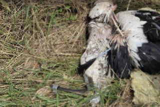 Żywioł nie oszczędził nawet bocianów. Nawałnica zabiła całą rodzinę