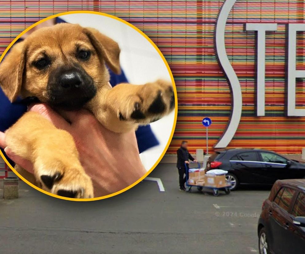 Ktoś porzucił szczeniaka w galerii handlowej! Schronisko szuka dla niego domu