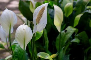 Co zrobić by skrzydłokwiat zakwitł? Wsyp do doniczki i wymieszaj z ziemią. Będziesz mieć kwiaty niczym skrzydła anioła