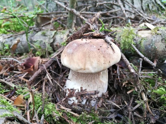 Wysyp grzybów w woj. świętokrzyskim. „Rosną jak na drożdżach”