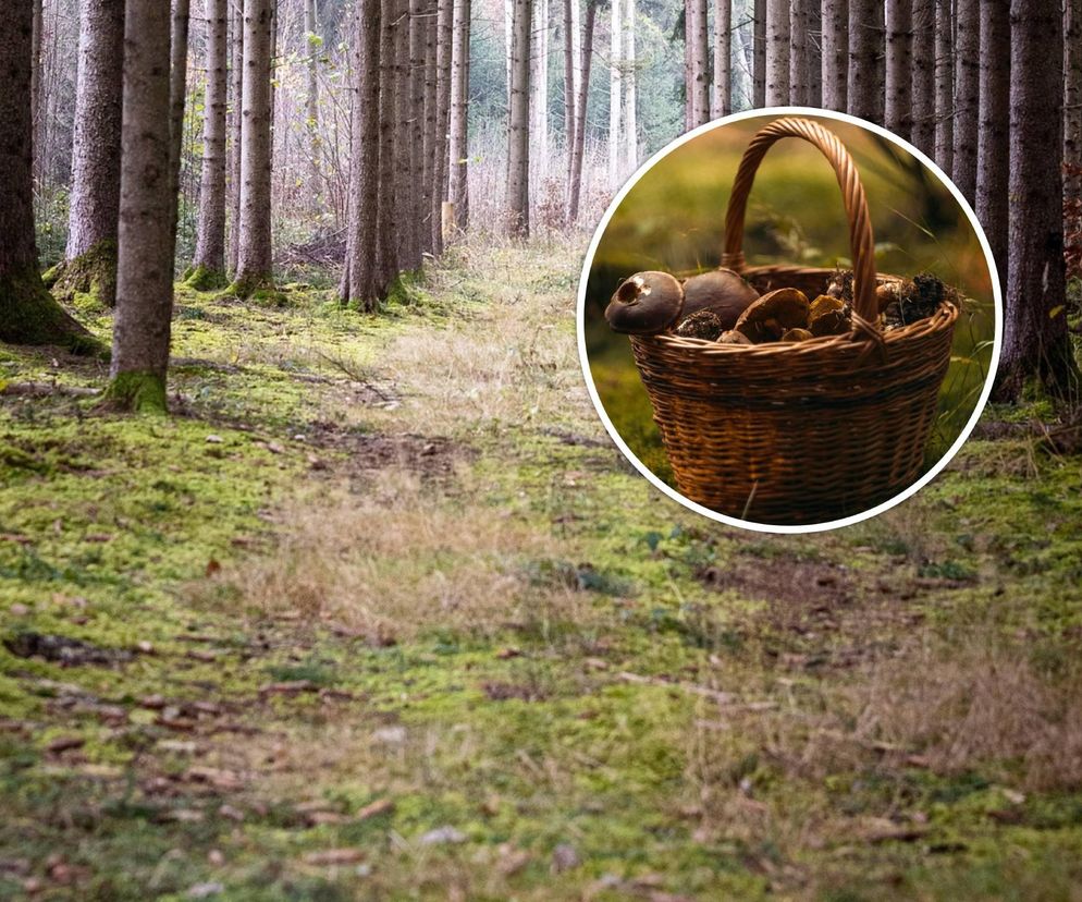 Grzyby w marcu? Ekspert obala plotki o wysypie borowików