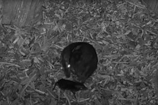 We wrocławskim zoo urodził się myszolejeń. Poród udało się sfilmować! [WIDEO]
