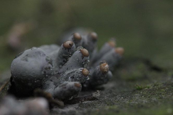 Na ich widok można się wzdrygnąć! Jeśli idziecie do lasu, uważajcie na "palce umarlaka"