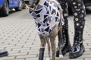 Zola uścisnęła łapę specjalistom, którzy wykonali jej protezę