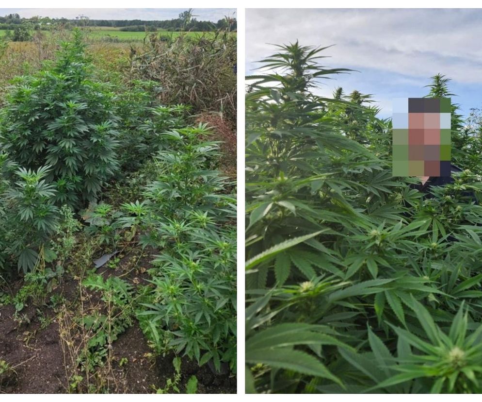 Nielegalna uprawa konopi indyjskich rosła na wysepkach stawu na terenie gminy Korczew