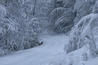 Rysie zaskoczone zimą w listopadzie. Biegają po beskidzkich szlakach