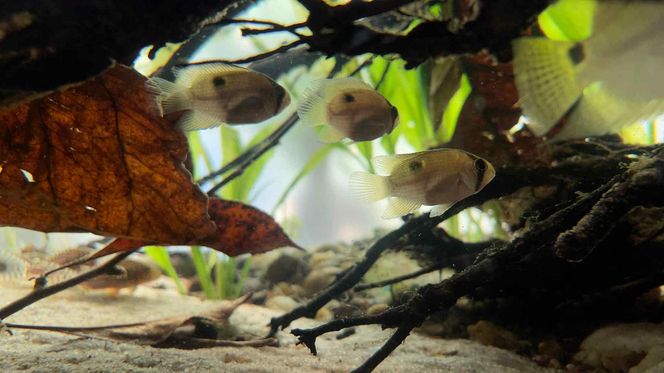 Rozmawiamy z Tomaszem Wiśniewskim, założycielem Aqua Dreams Bydgoszcz