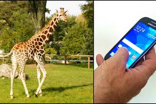 Zoo Łódź: Którędy do motylarni? Jak dojść do żyraf? Sprawdź na smartfonie!