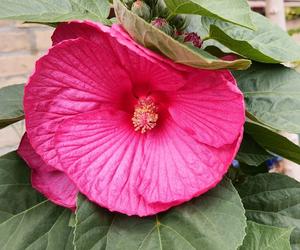 Hibiskus bagienny