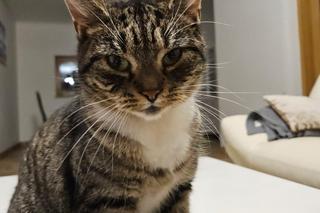 Kot prezydenta Szczecina 