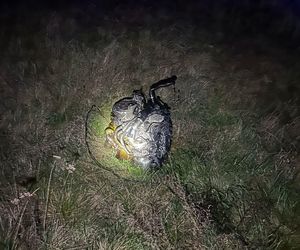 Poważny wypadek na S10 pod Toruniem. 5 osób poszkodowanych