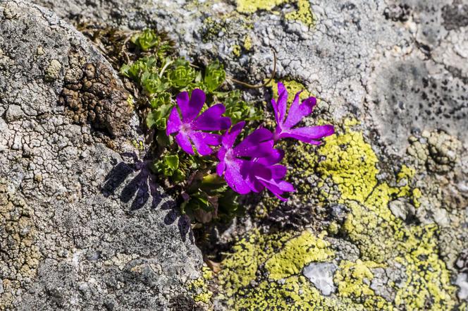 Pierwiosnek maleńki - Primula minima