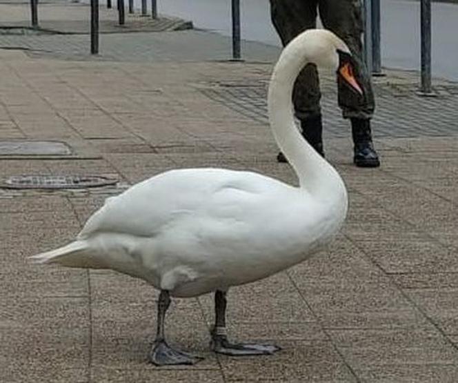 Łabędź na spacerze bez maseczki
