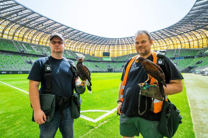 Sokoły na stadionie w Gdańsku