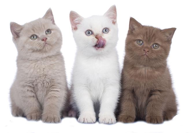 FIP (zakaźne zapalenie otrzewnej kotów): przyczyny, objawy, leczenie