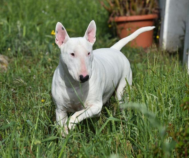 Bullterrier