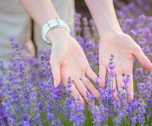 Sypnij w marcu wokół lawendy. Latem będzie intensywnie pachnieć niczym oryginalne perfumy. Domowy nawóz do lawendy na wiosnę 