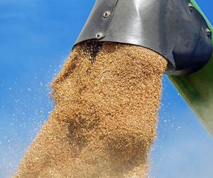 Zamojska prokuratura bada sprawę nieprawidłowości przy sprzedaży pszenicy