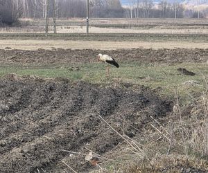 Pierwsze bociany już w Polsce