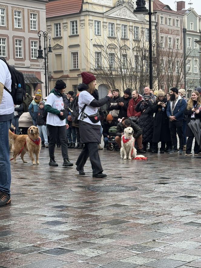 Golden Retriever WOŚP w Poznaniu