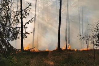 Ogień strawił 10 hektarów poszycia! Płonął las w powiecie radomszczańskim [ZDJĘCIA]