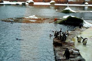 Zwierzęta we wrocławskim zoo zimą