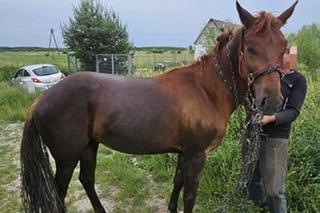 Koń wpadł do rzeki w Zamościu. Wystawała tylko głowa